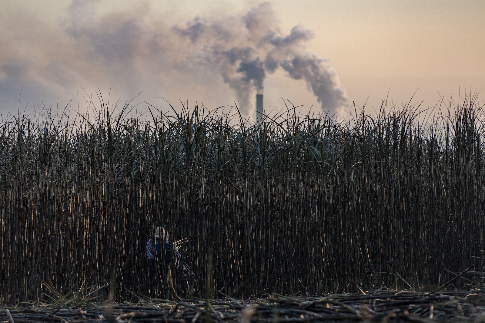 A worker cutting sugarcane in a plantation