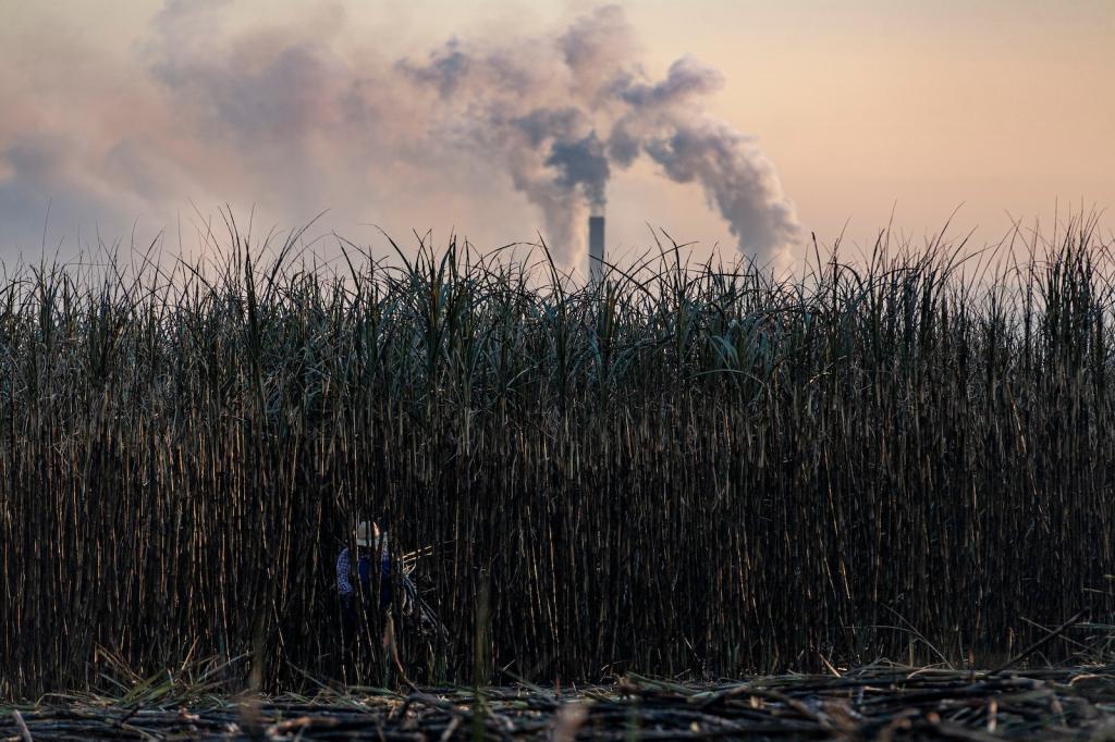 A worker cutting sugarcane in a plantation