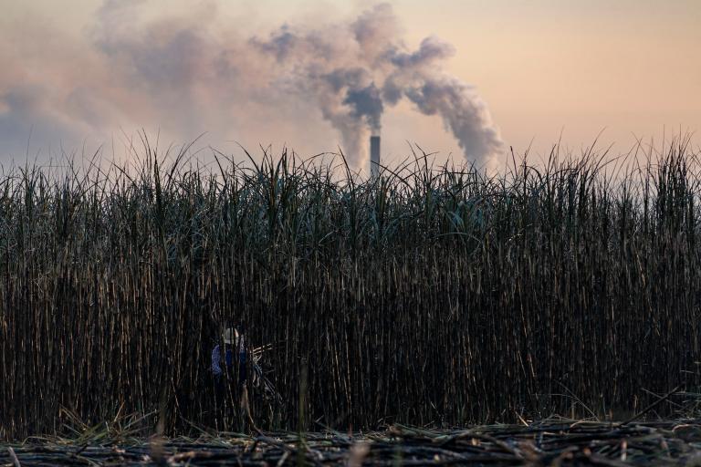 A worker cutting sugarcane in a plantation