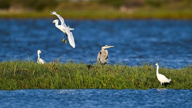Birds sitting on marshlands