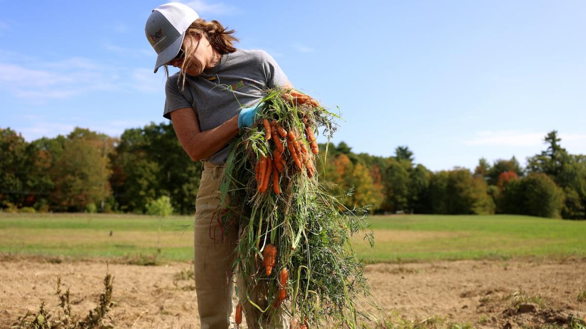 A farmer holds a bunch of carrots