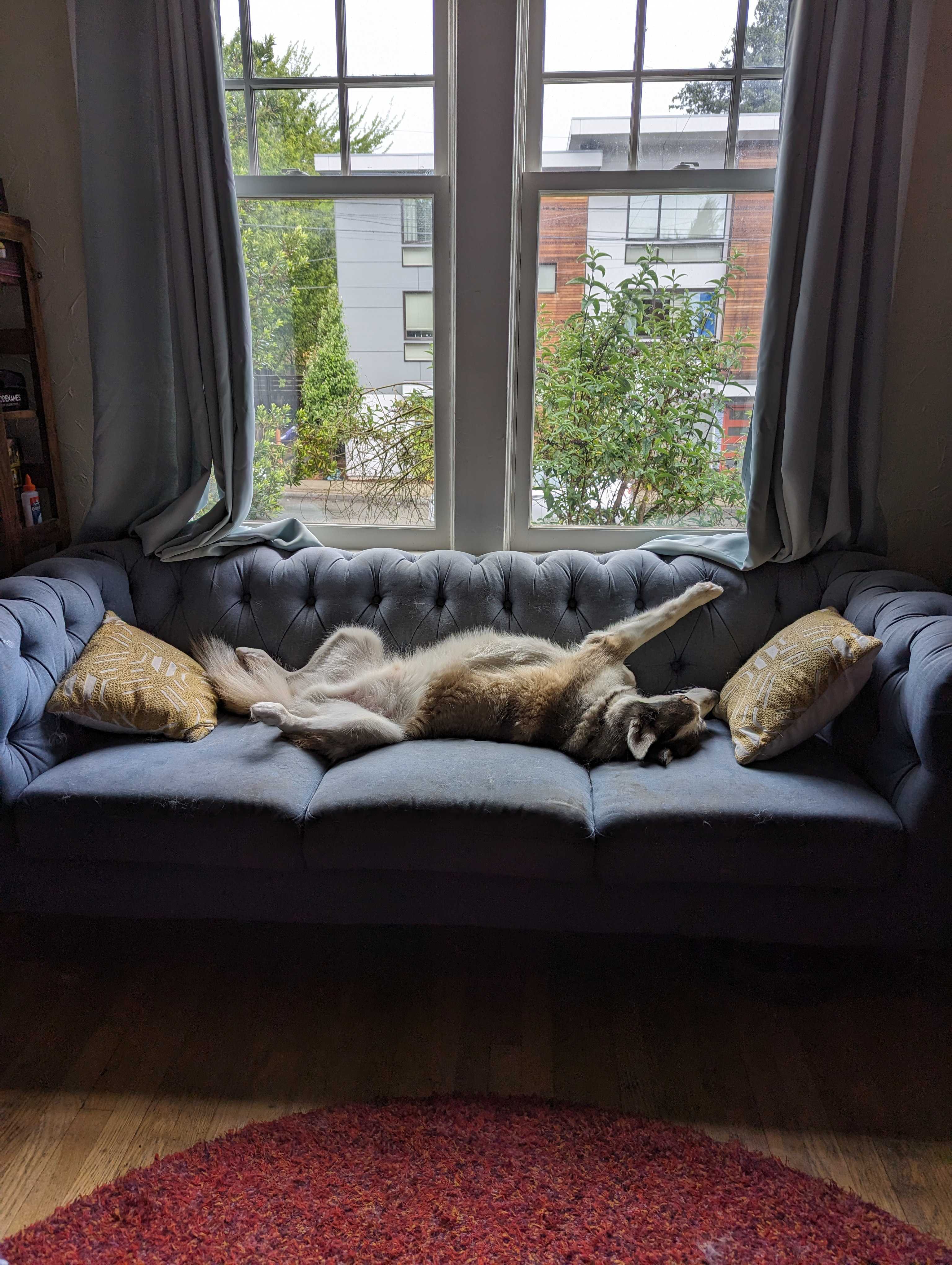 A husky lounges on his back on a blue couch near a window