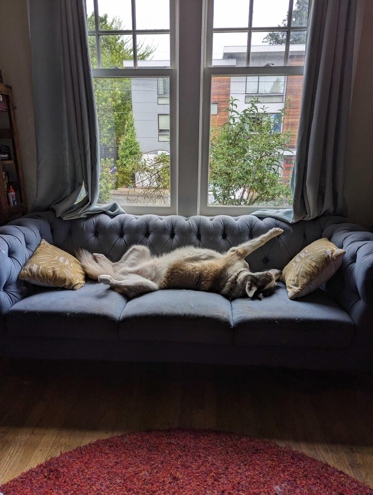 A husky lounges on his back on a blue couch near a window