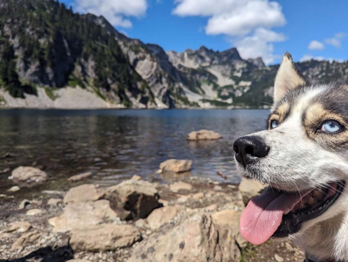 A smiling husky faces the camera in front of a backdrop of lake and mountains.
