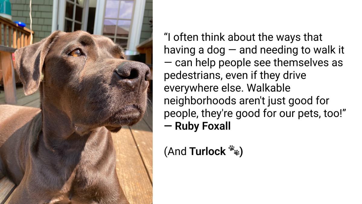 A photo of a chocolate lab dog next to a quote from a reader about walking