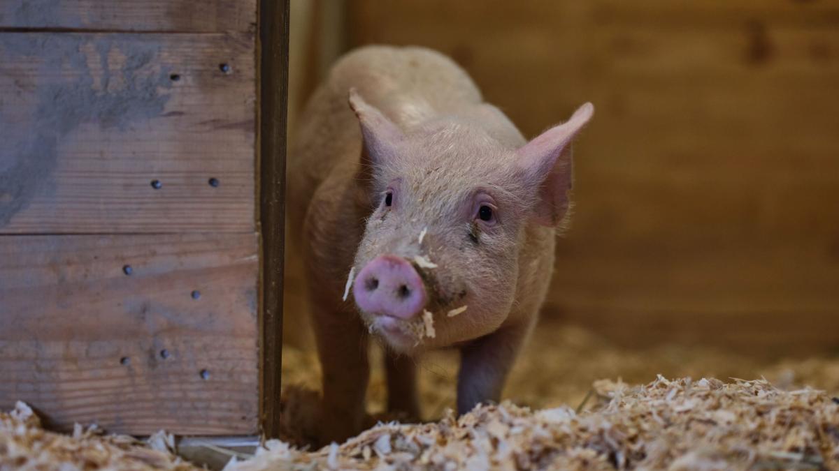 A photo of a cute pig in a barn