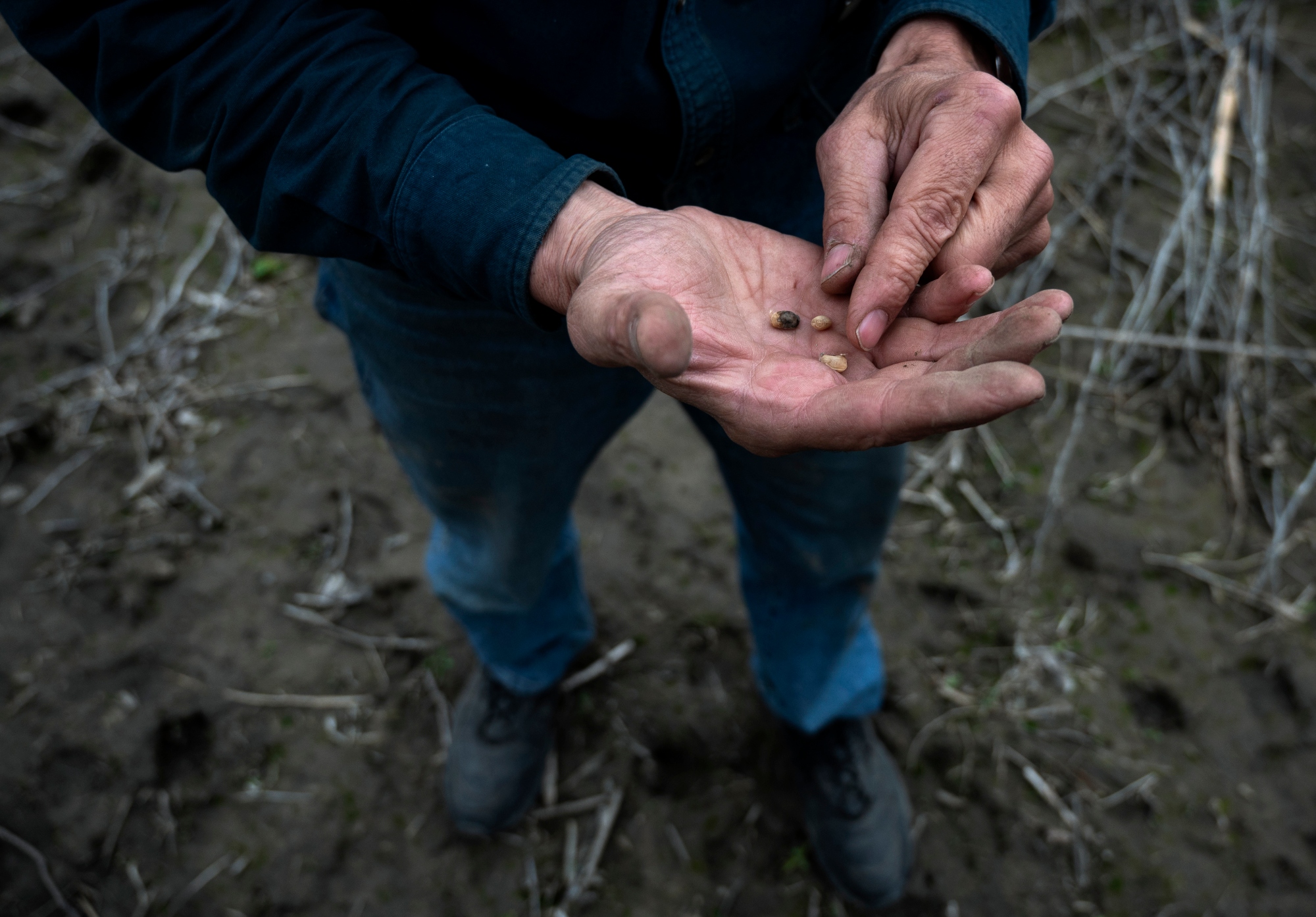 A farmer inspects rotten soybeans on a field destroyed and flooded by the Missouri River near Omaha, Nebraska in 2019.