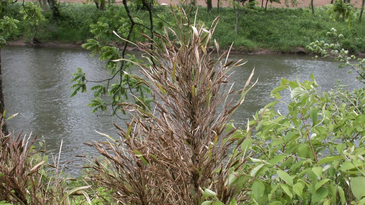 A photo shoes a feathery, bamboo-like plant standing alongside a stream