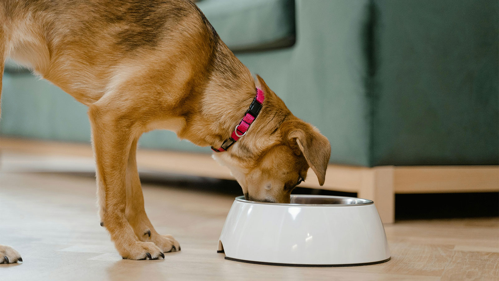 a brown dog eating from a white bowl