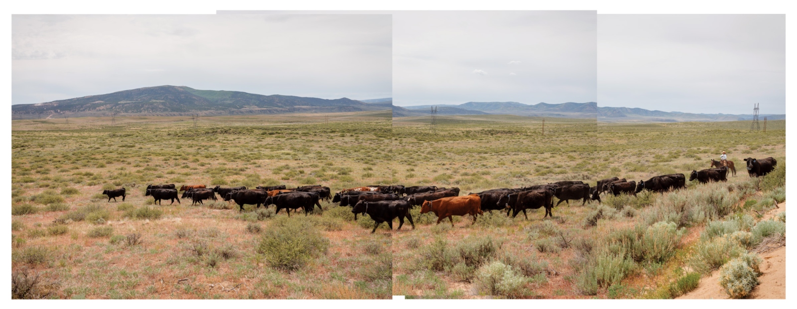 A rancher on horseback moves cattle on a range