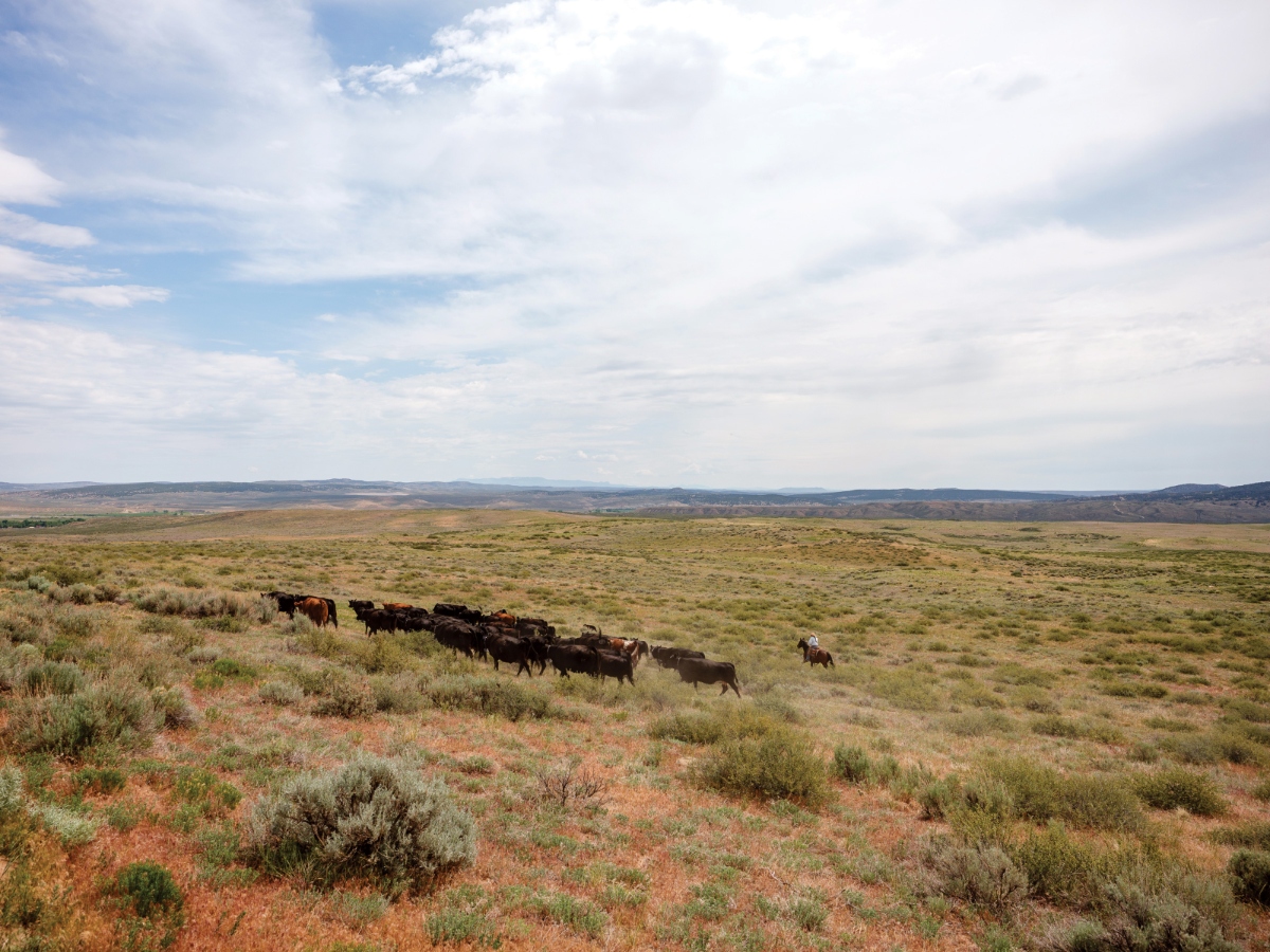 A rancher moves a herd of cattle between pastures in Colorado.