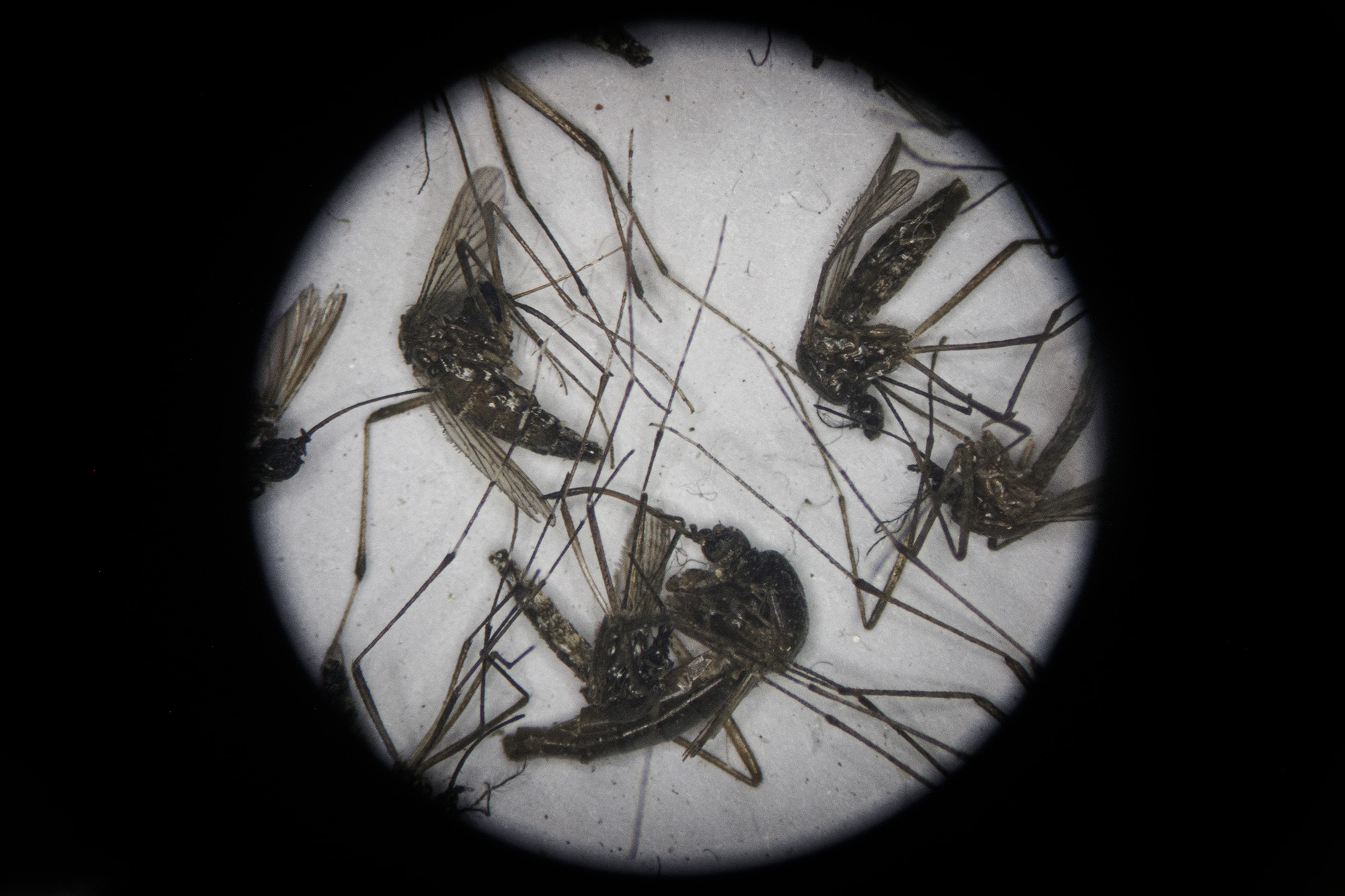 dead adult mosquitoes as seen in a lab slide