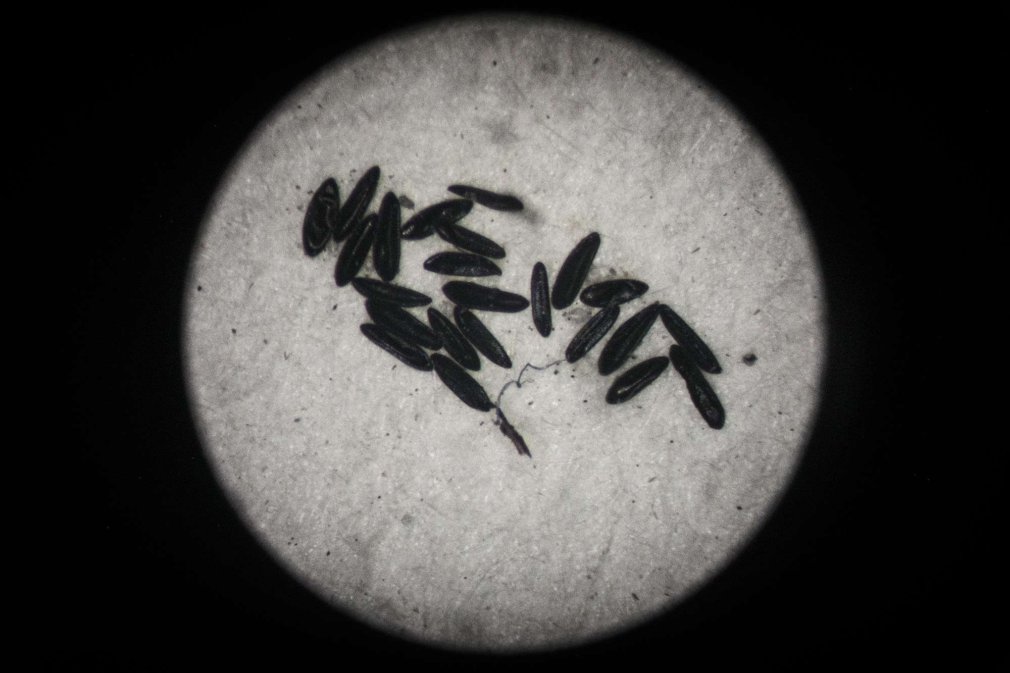 A round slide view of mosquito eggs
