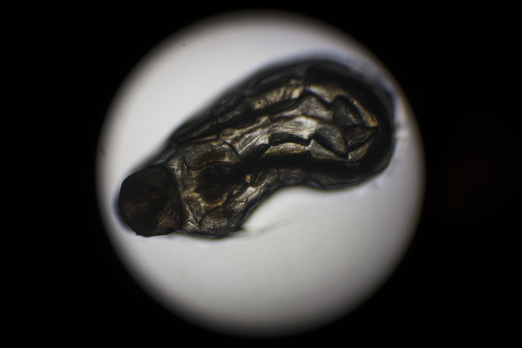 a round slide view of a mosquito larva