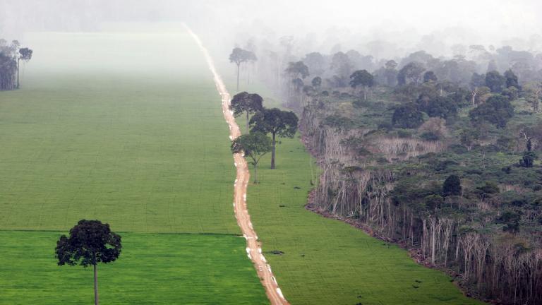 a dirt road separates forest from land cleared for agricultural production