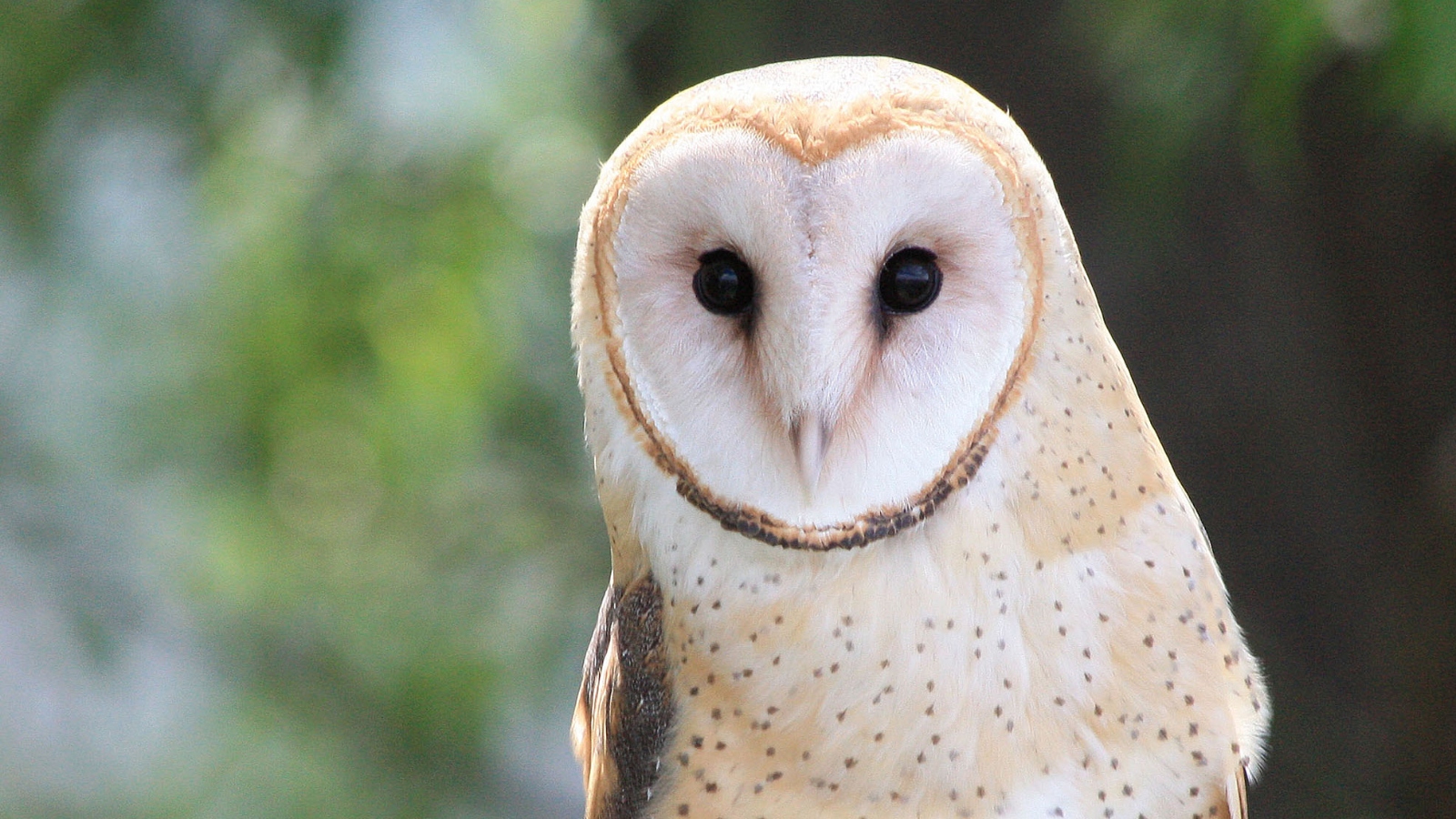 A white and light brown owl stares into the camera