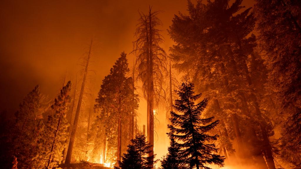 A wildfire burns orange across tall trees in a forest