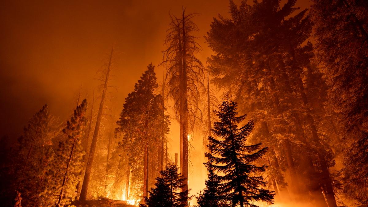 A wildfire burns orange across tall trees in a forest