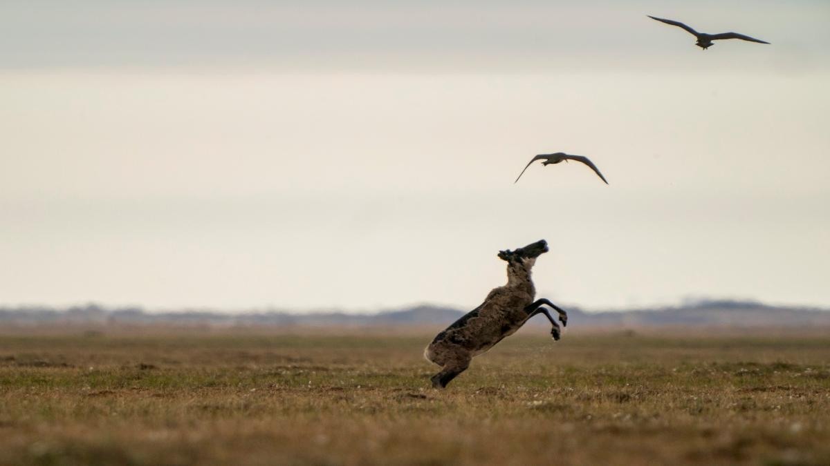 A caribou is reaching two birds above