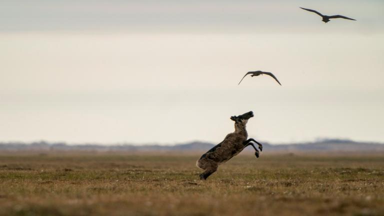 A caribou is reaching two birds above