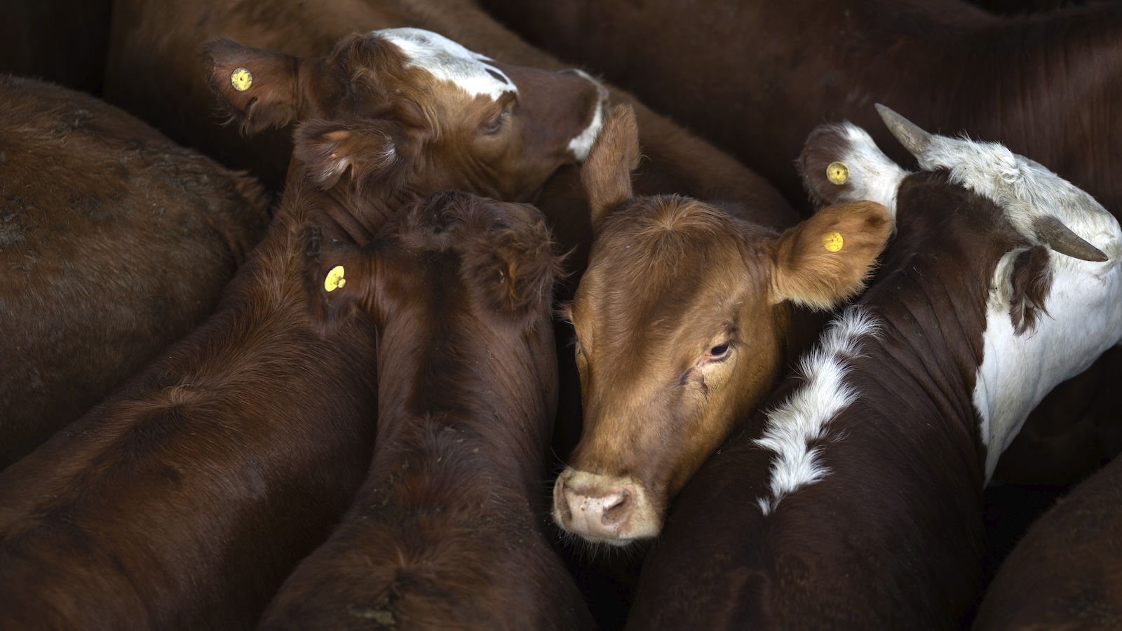 close-up shot of a group of brown cows, some with white spots, huddled together before auction. one of them faces the camera, while the others are turned away from it