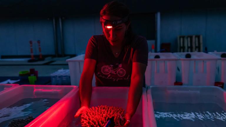 A woman wearing a headlamp holds a piece of coral in a huge tub