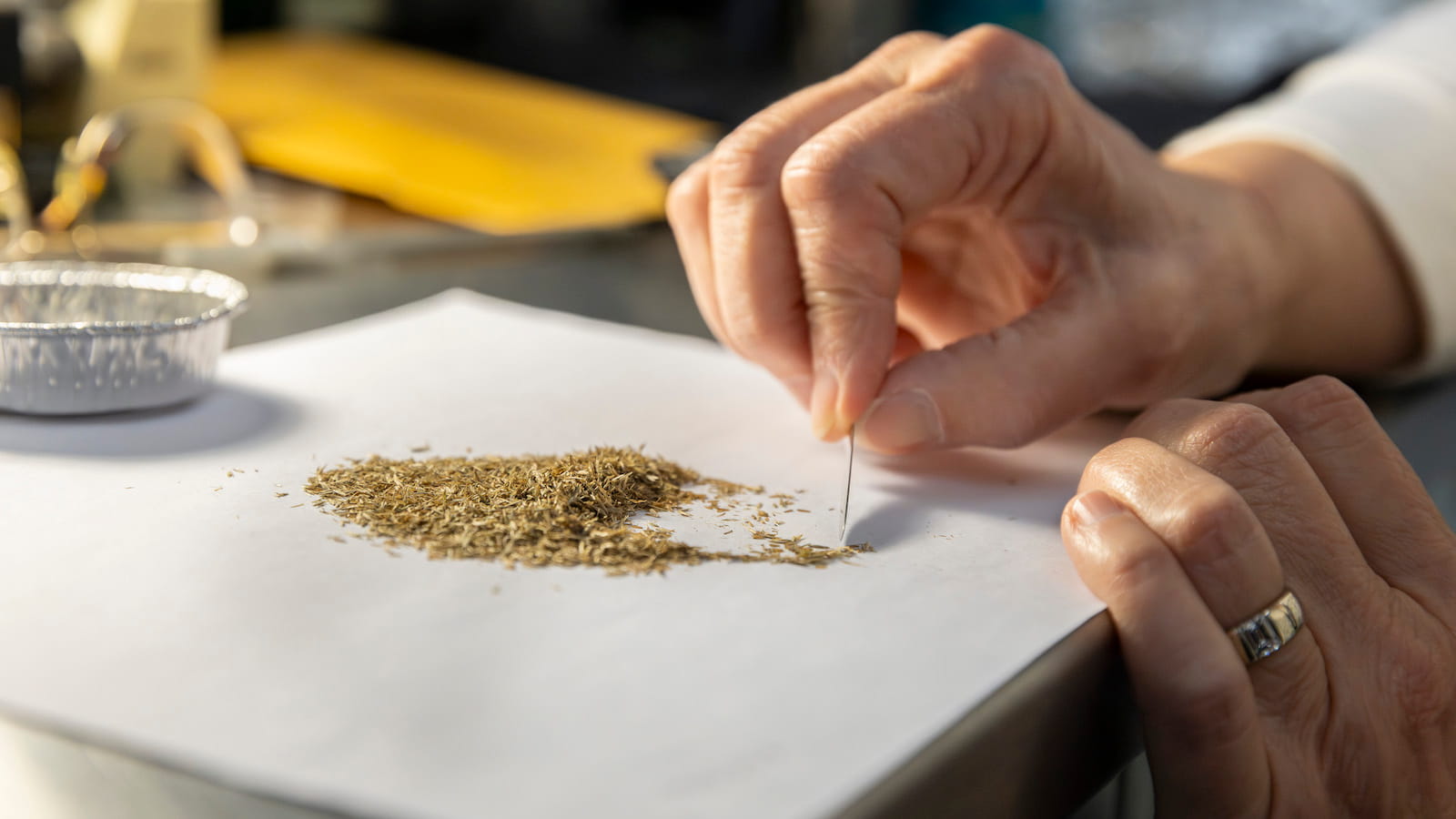 Scientists sorting through seeds