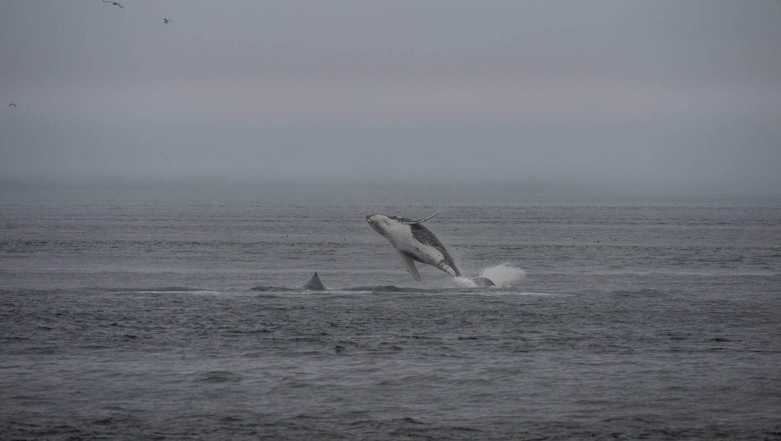 ALASKA, UNITED STATES - 2012/01/01: Humpback whale (Megaptera novaeangliae) breeching in Icy Strait near Glacier Bay National Park, Alaska, USA. (Photo by Wolfgang Kaehler/LightRocket via Getty Images)