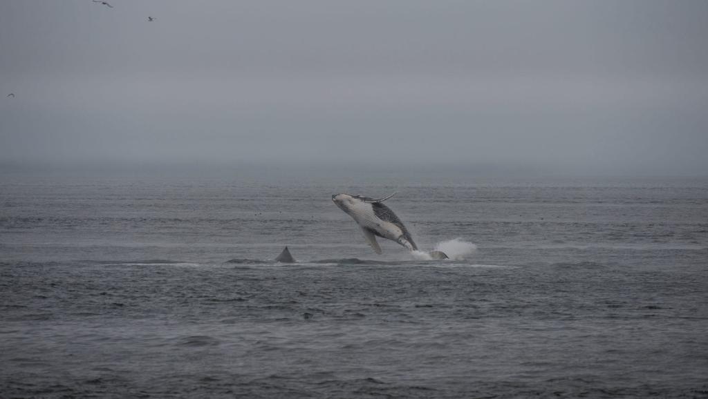 ALASKA, UNITED STATES - 2012/01/01: Humpback whale (Megaptera novaeangliae) breeching in Icy Strait near Glacier Bay National Park, Alaska, USA. (Photo by Wolfgang Kaehler/LightRocket via Getty Images)