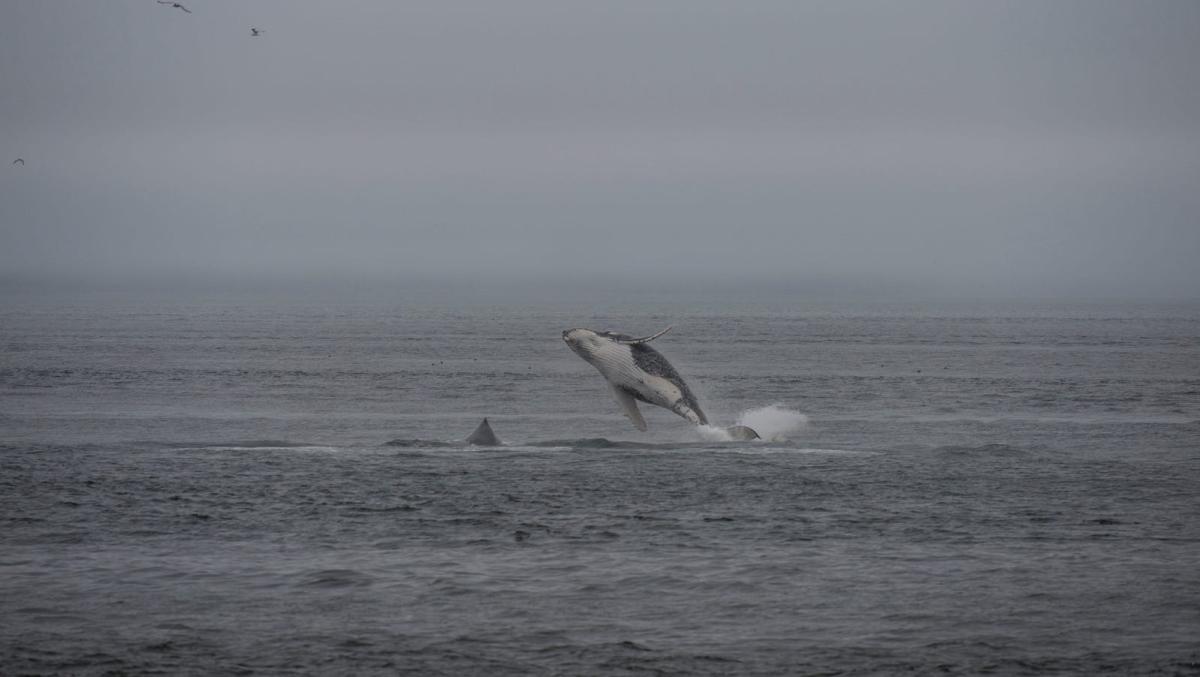 ALASKA, UNITED STATES - 2012/01/01: Humpback whale (Megaptera novaeangliae) breeching in Icy Strait near Glacier Bay National Park, Alaska, USA. (Photo by Wolfgang Kaehler/LightRocket via Getty Images)