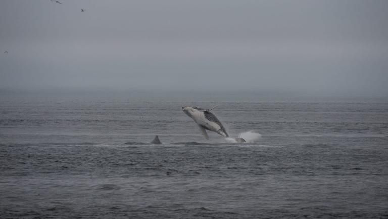 ALASKA, UNITED STATES - 2012/01/01: Humpback whale (Megaptera novaeangliae) breeching in Icy Strait near Glacier Bay National Park, Alaska, USA. (Photo by Wolfgang Kaehler/LightRocket via Getty Images)