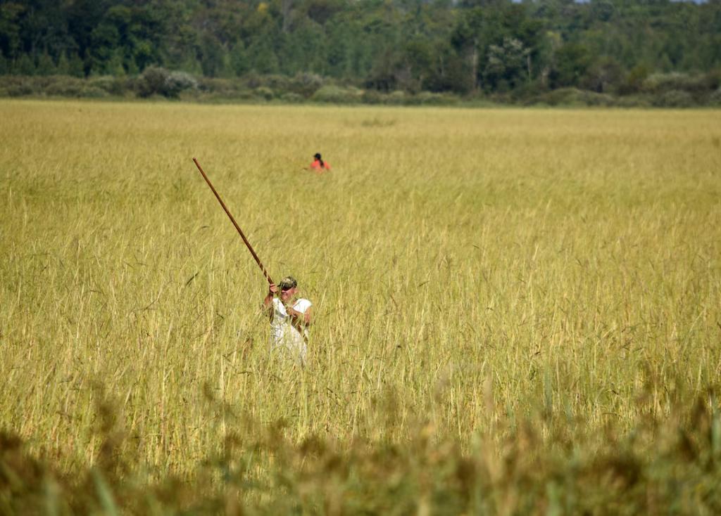 Man standing in field is harvesting rice