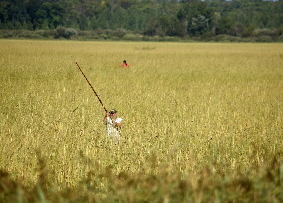 Man standing in field is harvesting rice
