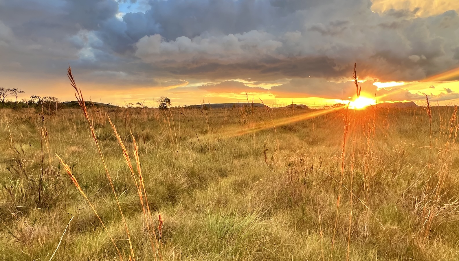 The cerrado is is Brazil’s second biggest biome, after its famous rainforest.