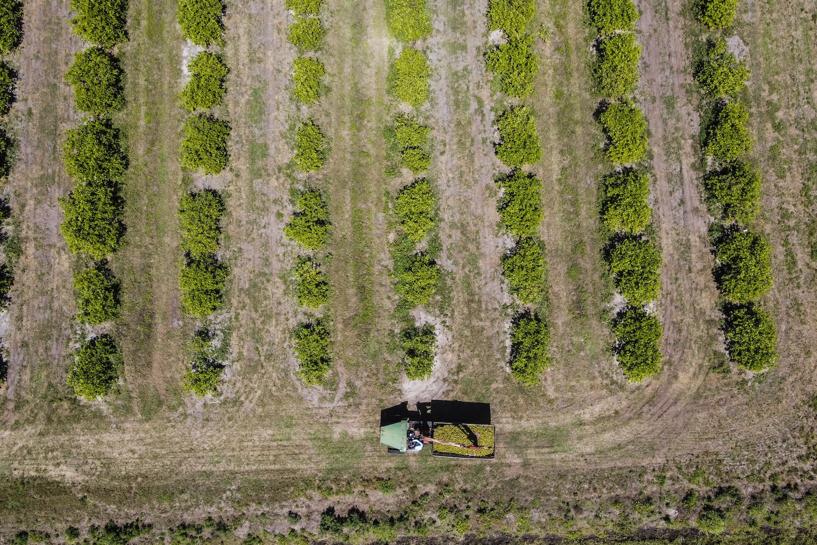 grist.org - Ayurella Horn-Muller - With its new farm bill, Florida's climate fight just hit a tractor-sized roadblock