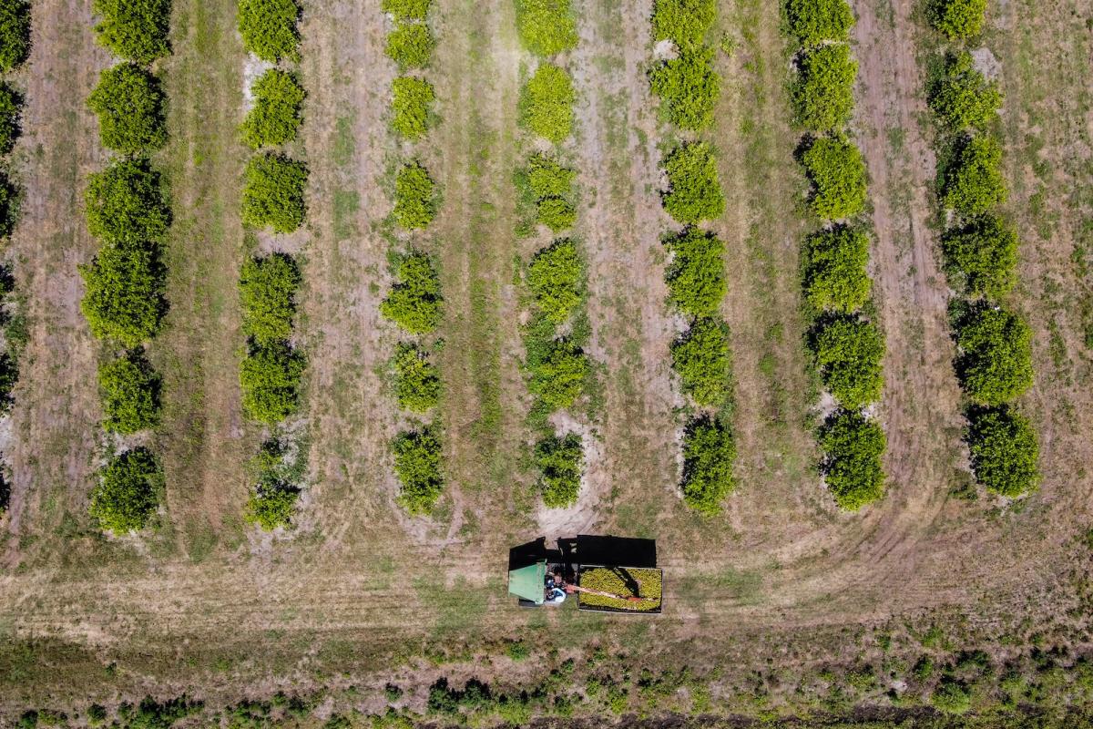 This aerial image taken on March 14, 2023 shows a tractor carrying oranges driving through an orchard in Arcadia, Florida.