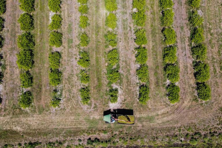 This aerial image taken on March 14, 2023 shows a tractor carrying oranges driving through an orchard in Arcadia, Florida.