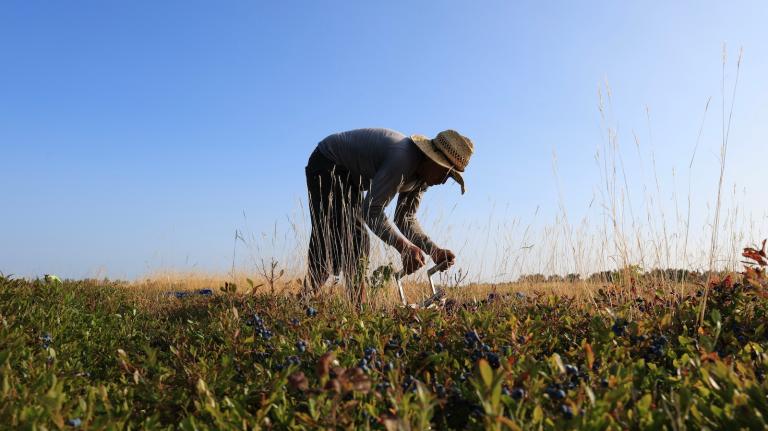 a farmer with a straw hat stands in a field of blueberries against a blue sky