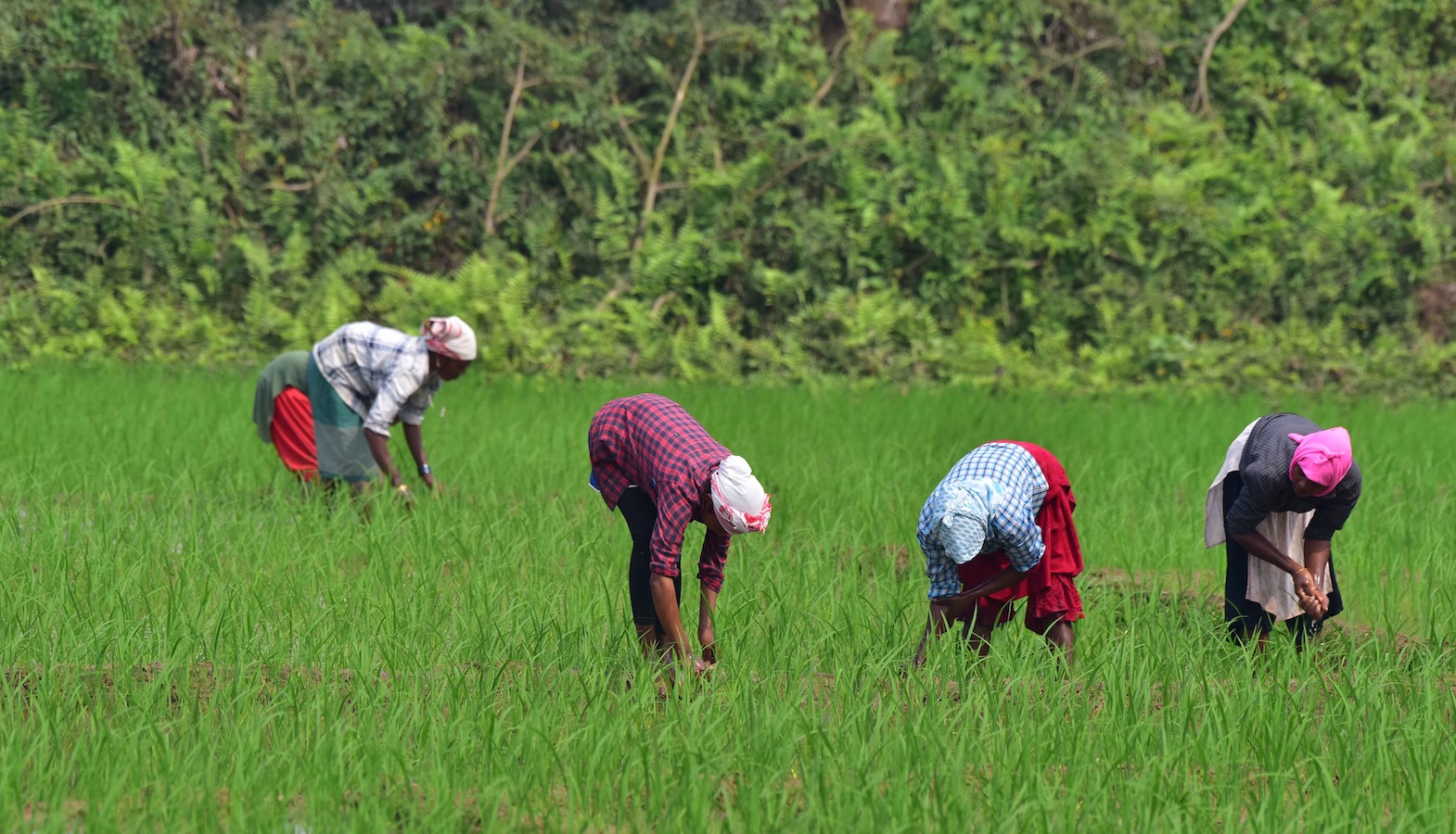 Photo of workers bending over in a grassy field