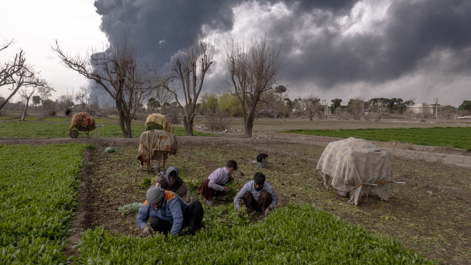 a group of farm workers kneel harvesting crops in a field, with their wheelbarrows nearby (and covered with cloths) and black smoke billowing in the distance behind them