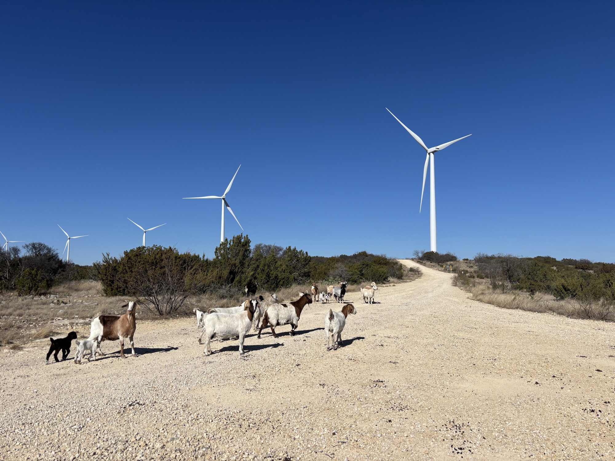 a small herd of goats walks on a path near wind turbines