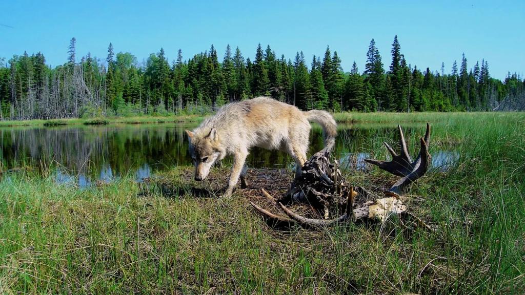 A gray wolf stands next to a body of water and a forest