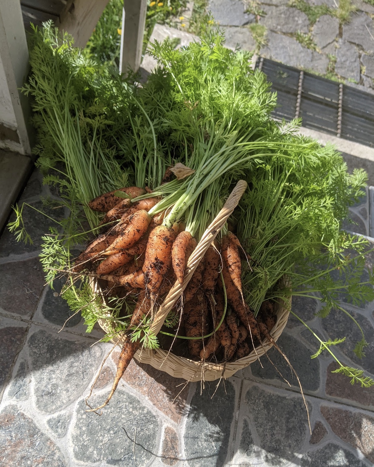 a bunch of carrots with the green tops and dirt as if just pulled from the garden