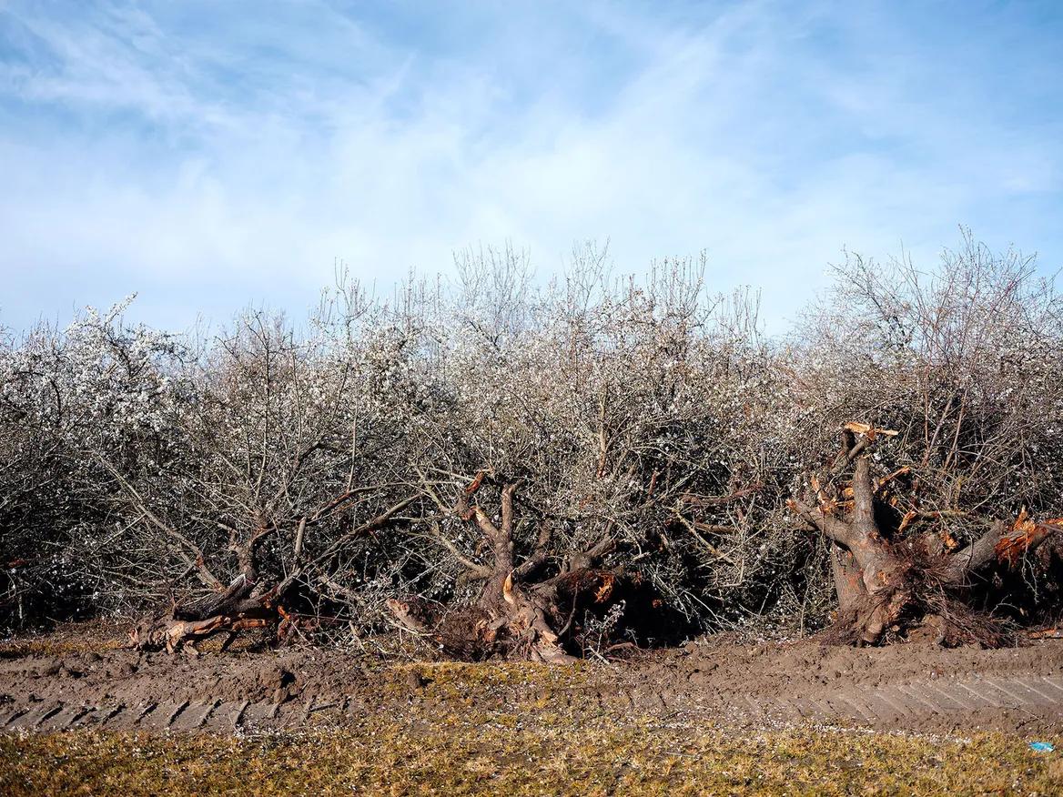 Brown trees lie on the ground