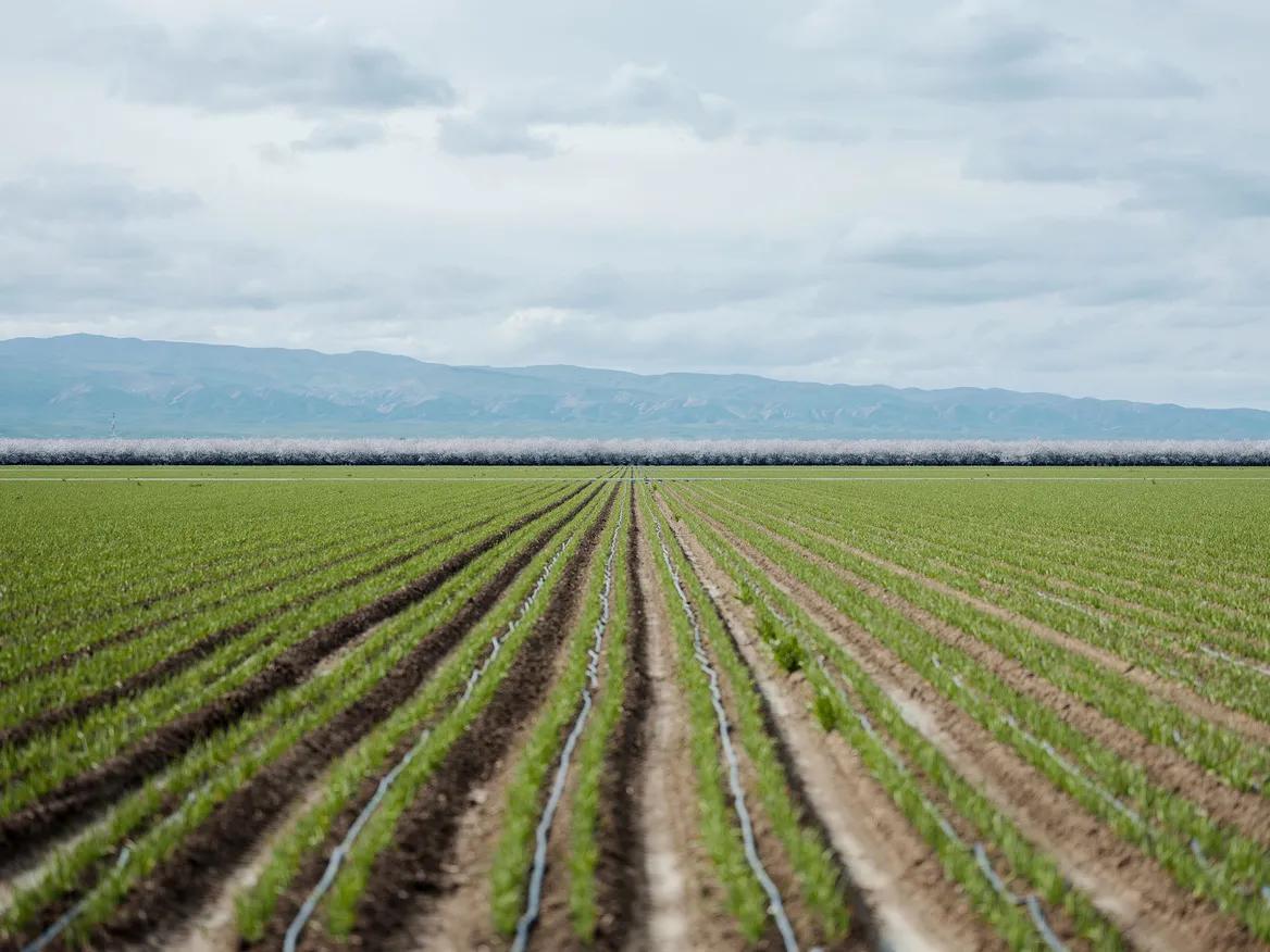 An endless field of green crops with mountains in the background