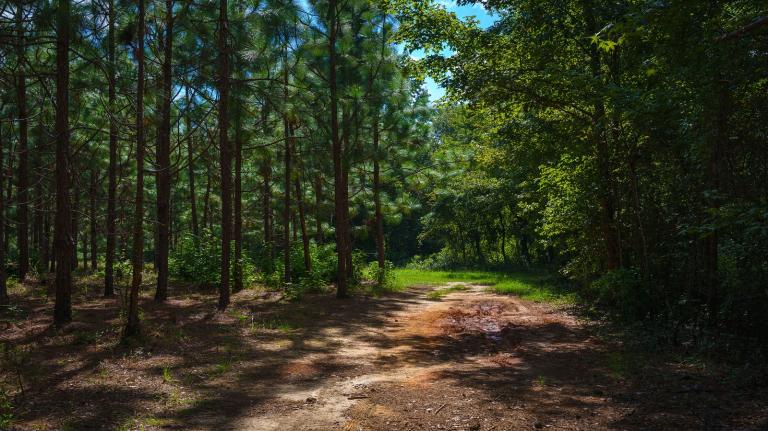 a forest with a dirt path through it on a blue-sky day