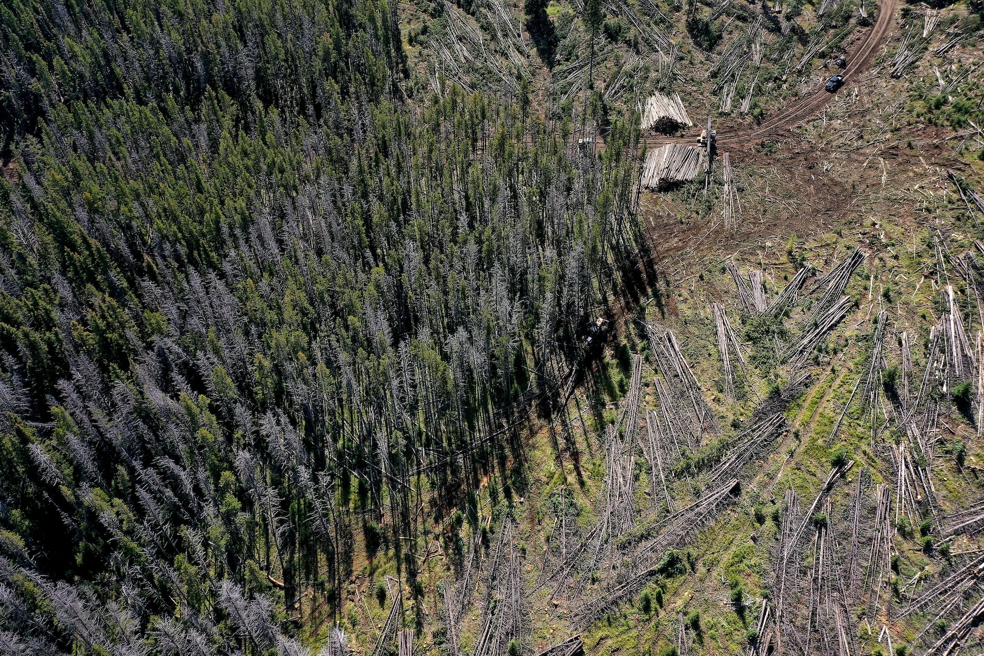 The Trump administration wants to take an ax to the East’s last great forests