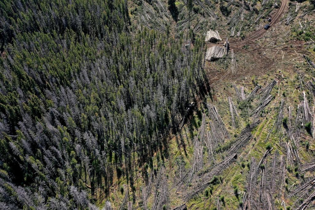 felled trees in a dense forest