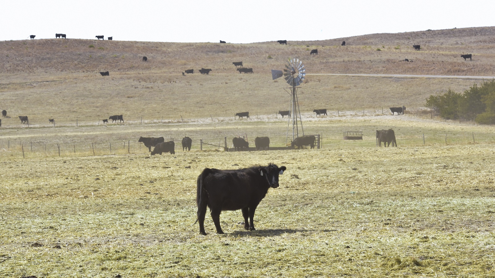 In Nebraska, wildfires are turning cattle ranching into a…