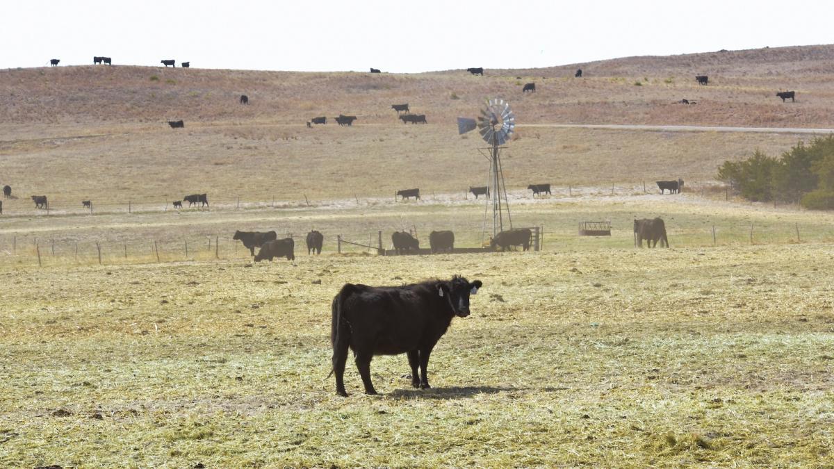 Cattle belonging to rancher Mike Wintz stand in a pasture 20 miles north of Ashby where they were relocated to after the Morrill Fire burned much of the rangeland where Wintz’s cattle previously grazed.